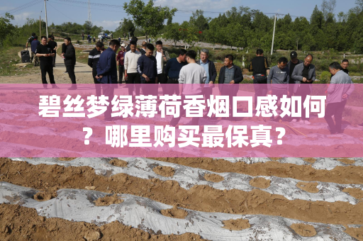碧丝梦绿薄荷香烟口感如何？哪里购买最保真？